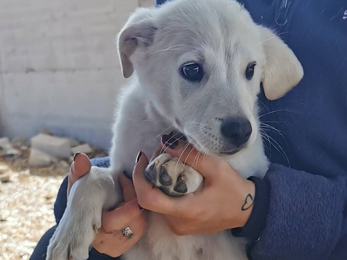 Adotta un cane, taglia piccola, maschio, Bari