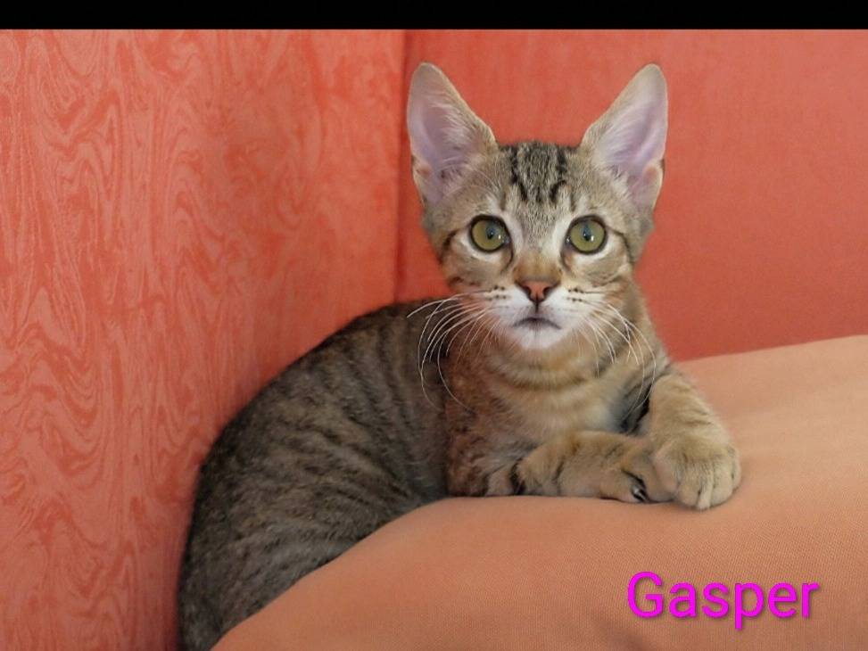 Adozione gatto, maschio, Razza sconosciuta Razza sconosciuta, 2 mesi, taglia non valida, Crotone