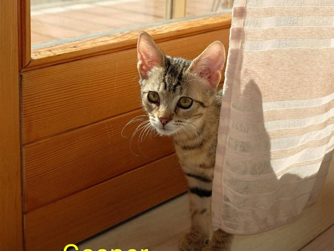 Adotta un gatto, maschio, 2 mesi, Crotone