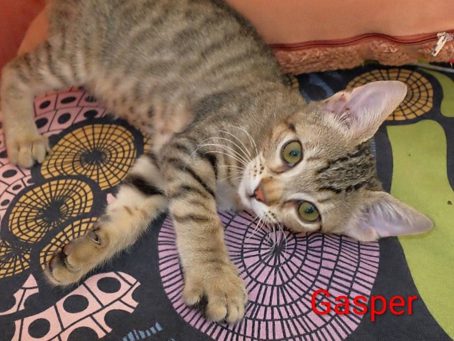 Adotta un gatto, taglia non valida, maschio, Crotone