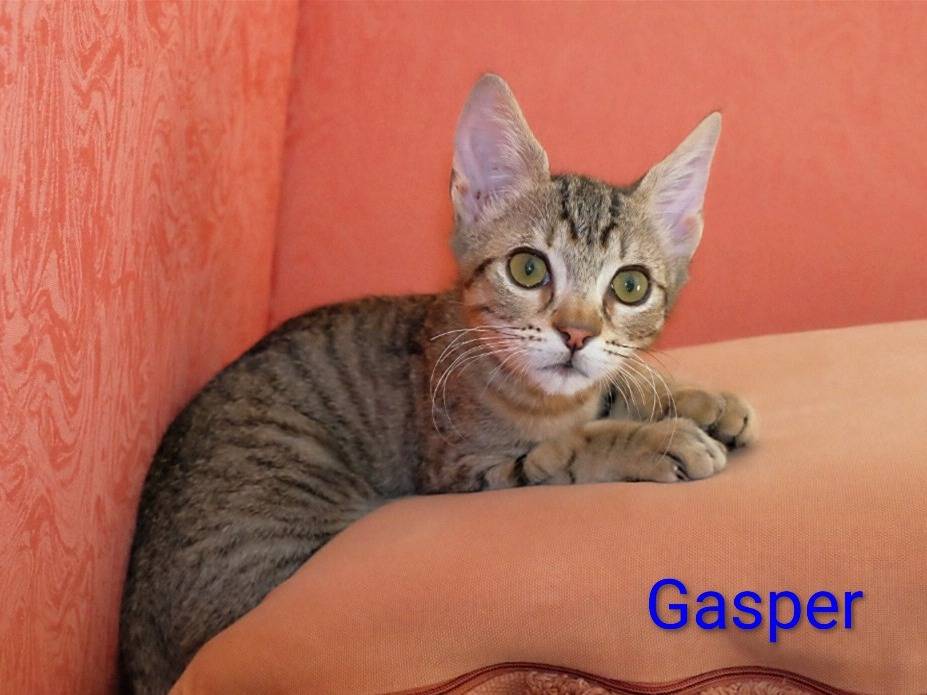 Vuoi adottare un gatto a Crotone?