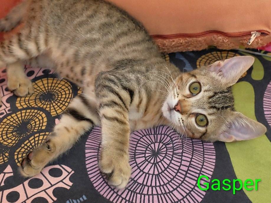 Adotta il gatto Gasper  a Crotone