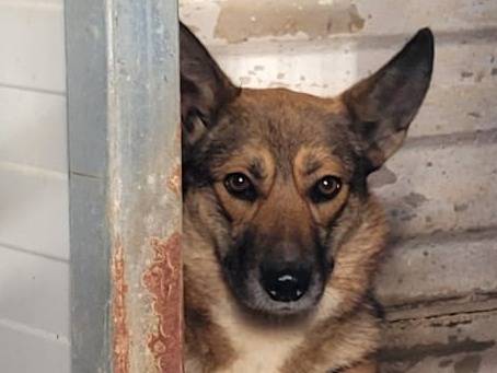 Adozione cane, femmina, Razza sconosciuta Razza sconosciuta, 2 anni e 5 mesi, taglia media, Milano
