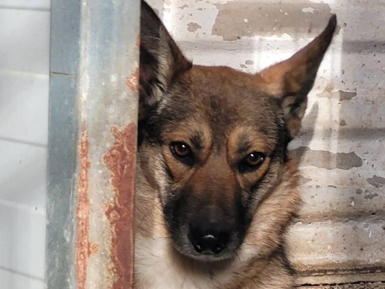 Adotta un cane, femmina, 2 anni e 5 mesi, Milano