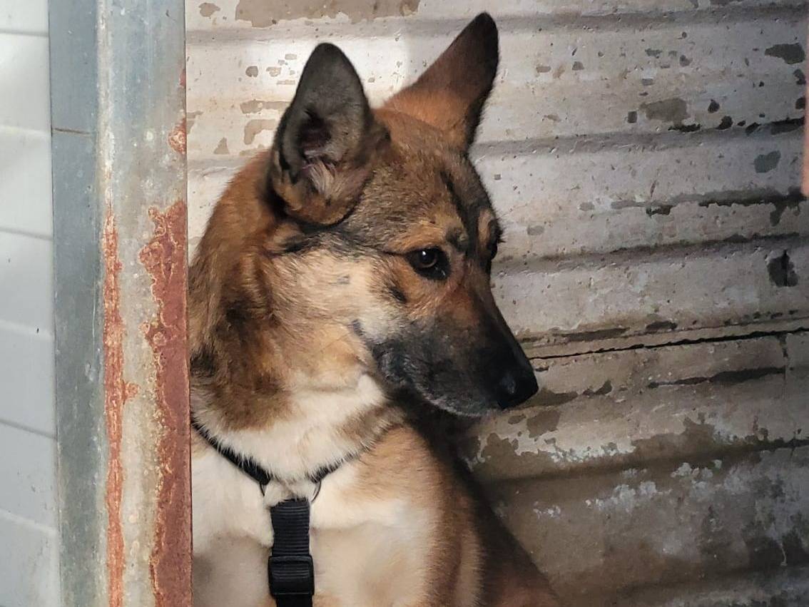 Adotta un cane, taglia media, femmina, Milano