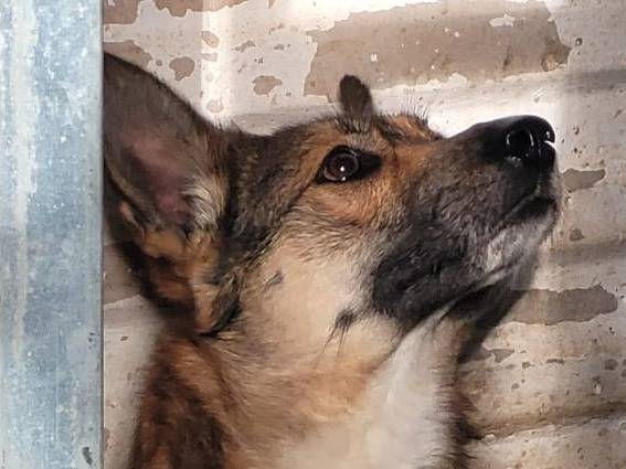 Vuoi adottare un cane a Milano?