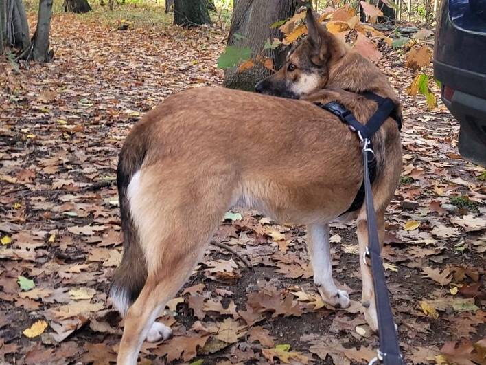 Adotta il cane Anais a Milano