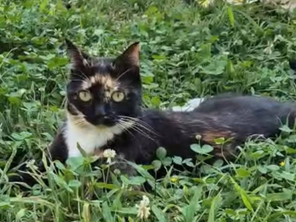 Adozione gatto, femmina, Razza sconosciuta Razza sconosciuta, 2 anni e 2 mesi, taglia non valida, Torino