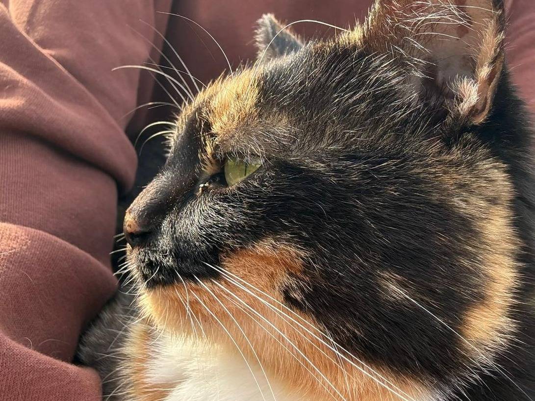 Adotta un gatto, femmina, 2 anni e 2 mesi, Torino