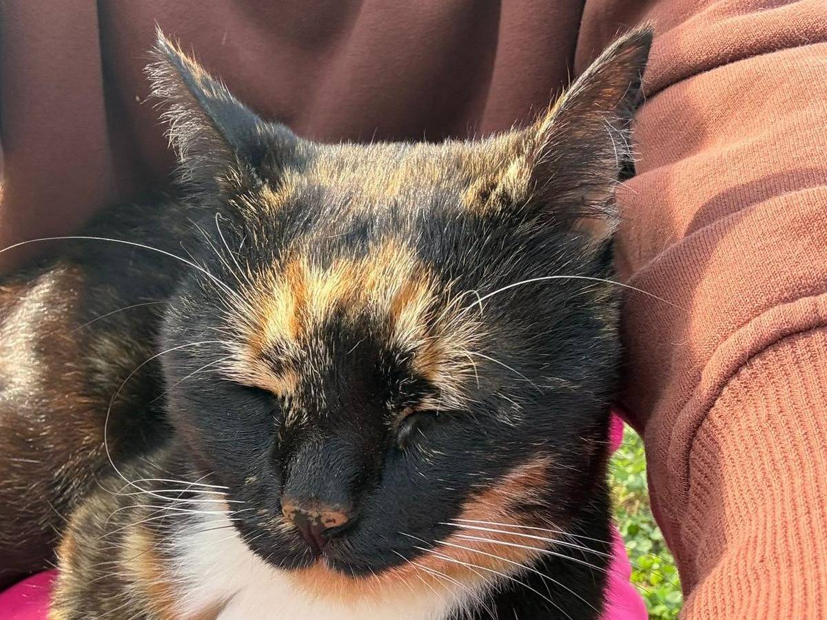 Adotta un gatto, taglia non valida, femmina, Torino