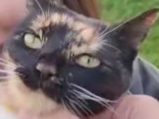 Vuoi adottare un gatto a Torino?