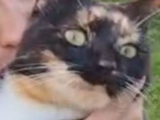 Adotta il gatto Lia a Torino