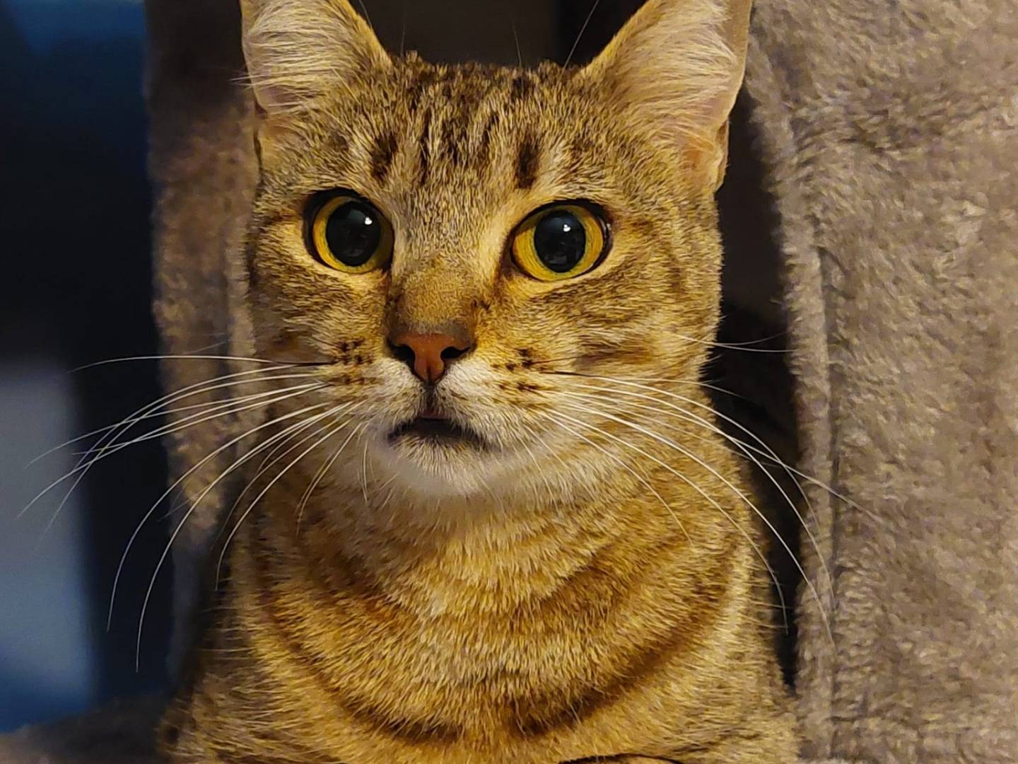 Adozione gatto, femmina, Razza sconosciuta Razza sconosciuta, 2 anni e 2 mesi, taglia non valida, Pisa