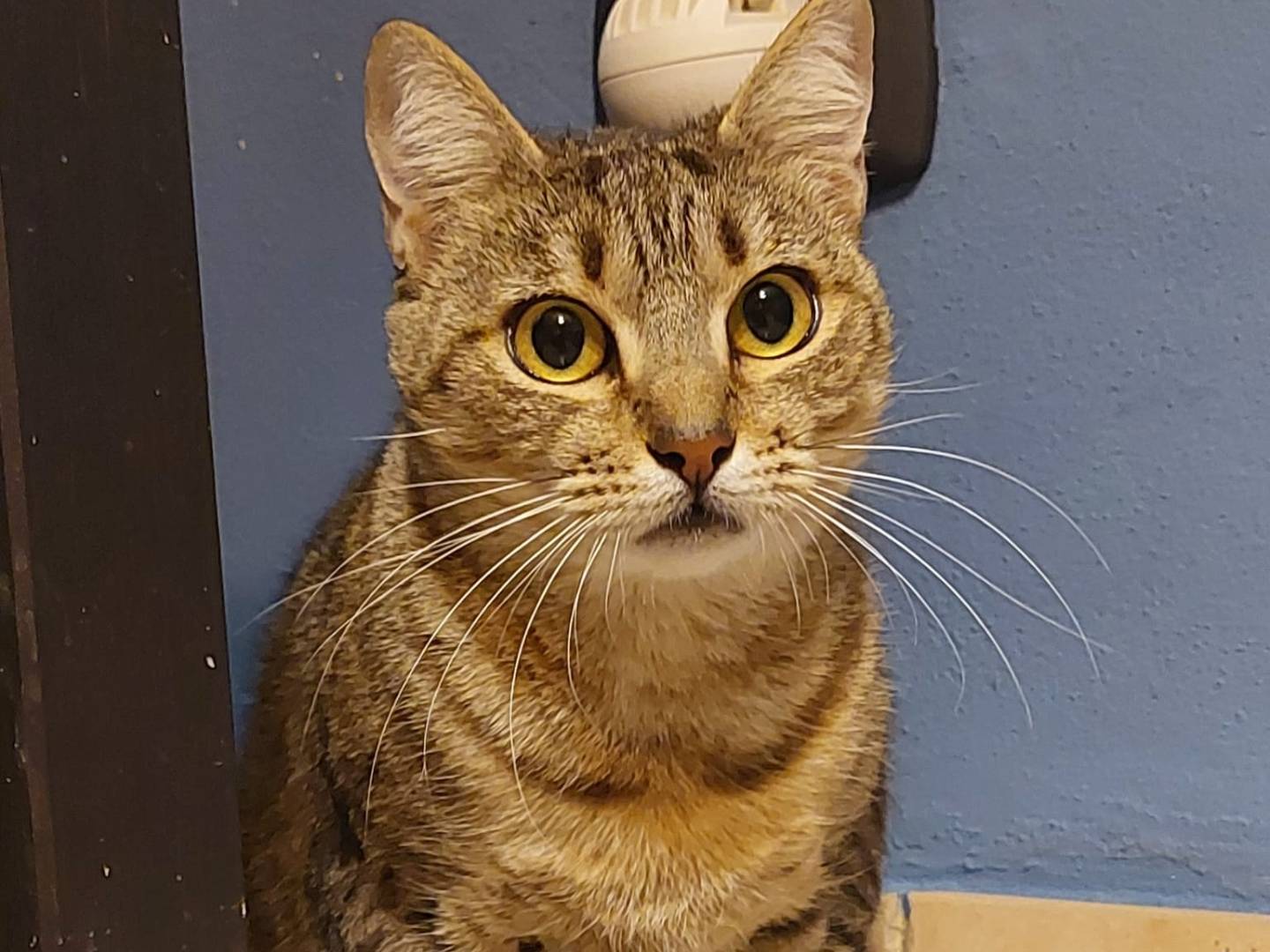 Adotta un gatto, femmina, 2 anni e 2 mesi, Pisa