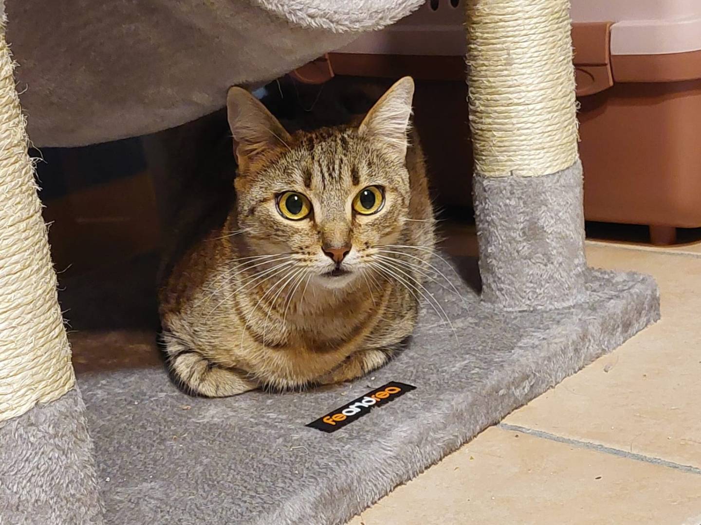 Vuoi adottare un gatto a Pisa?