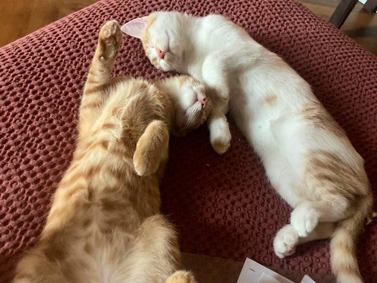 Adozione gatto, maschio, Razza sconosciuta Razza sconosciuta, 1 anno e 2 mesi, taglia non valida, Firenze