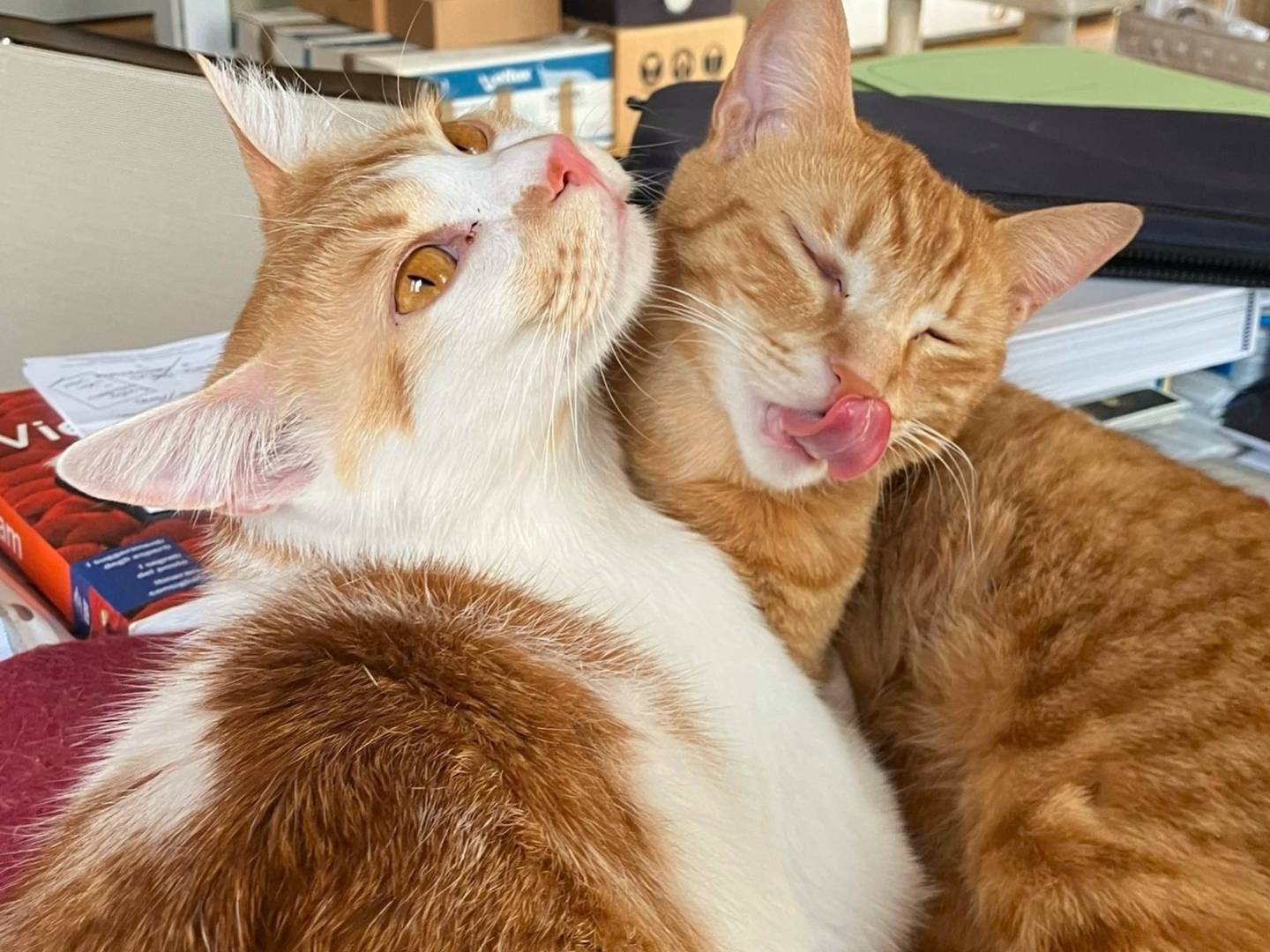 Adotta un gatto, maschio, 1 anno e 2 mesi, Firenze