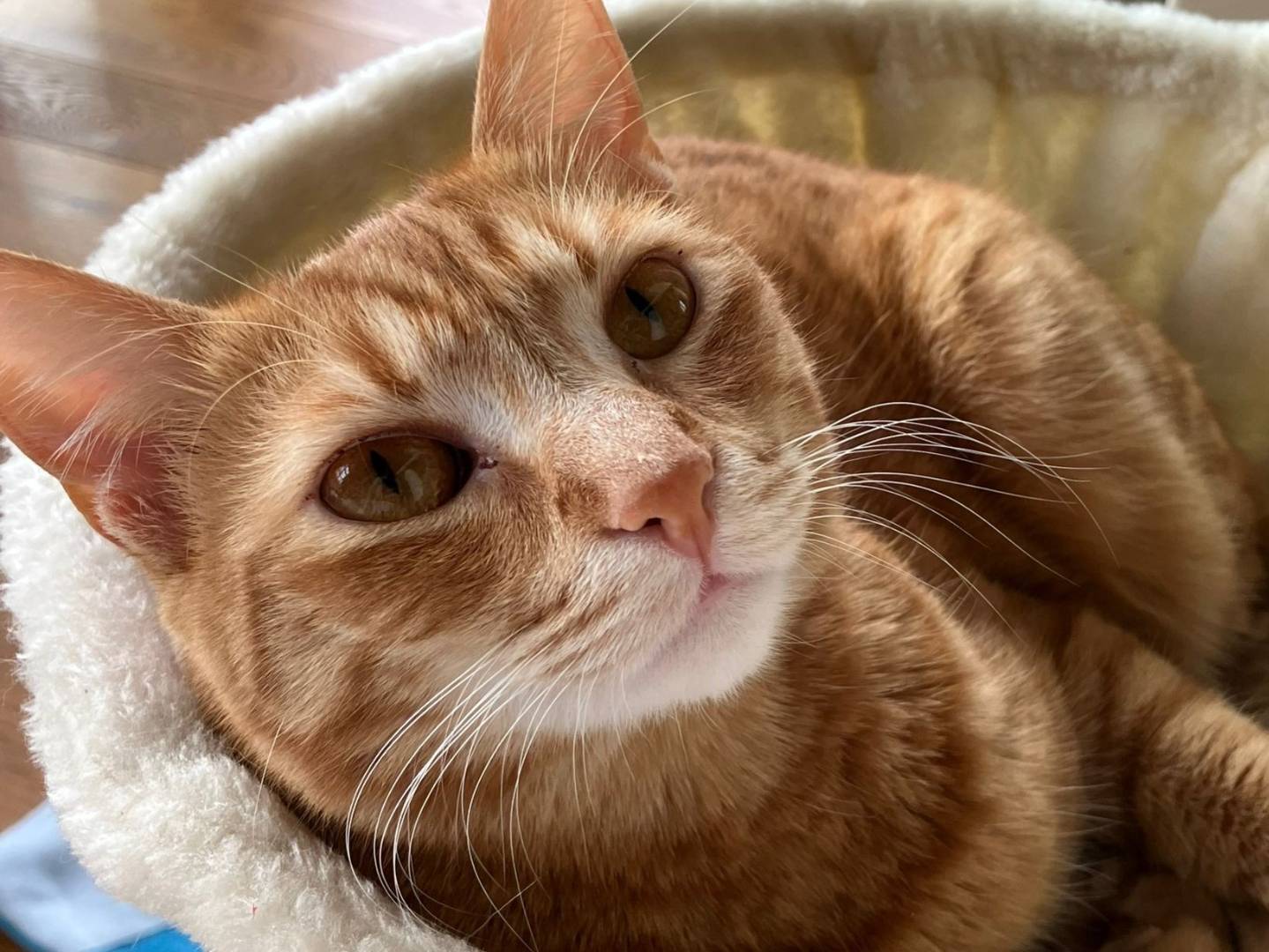 Vuoi adottare un gatto a Firenze?