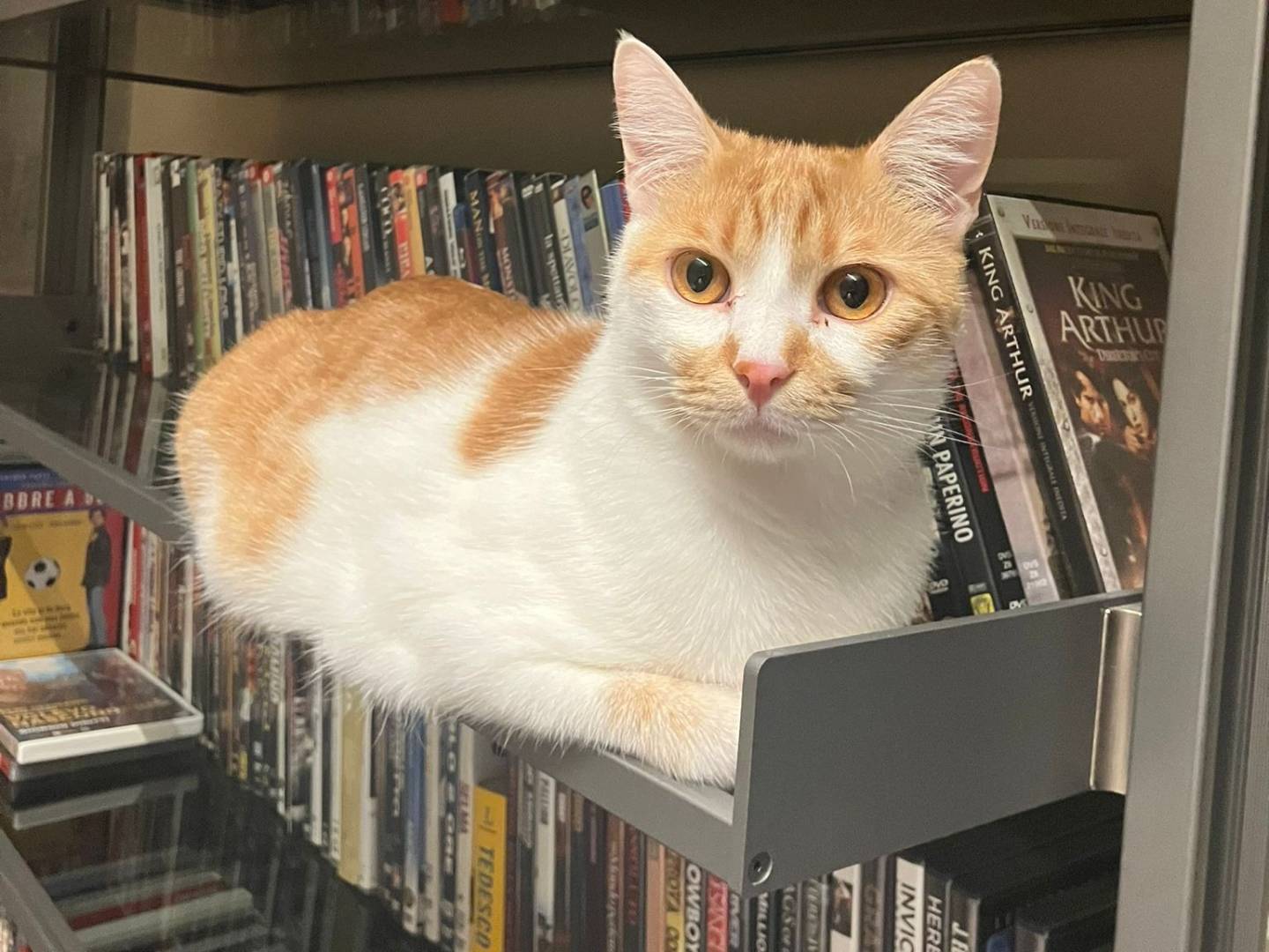 Adotta il gatto PETRA e MINNIATO a Firenze