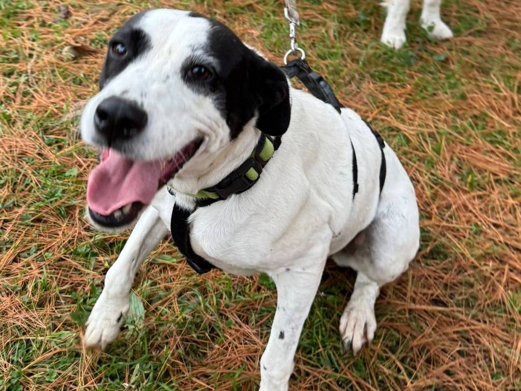 Adozione cane, femmina, Razza sconosciuta Razza sconosciuta, 5 anni e 4 mesi, taglia media contenuta, Milano