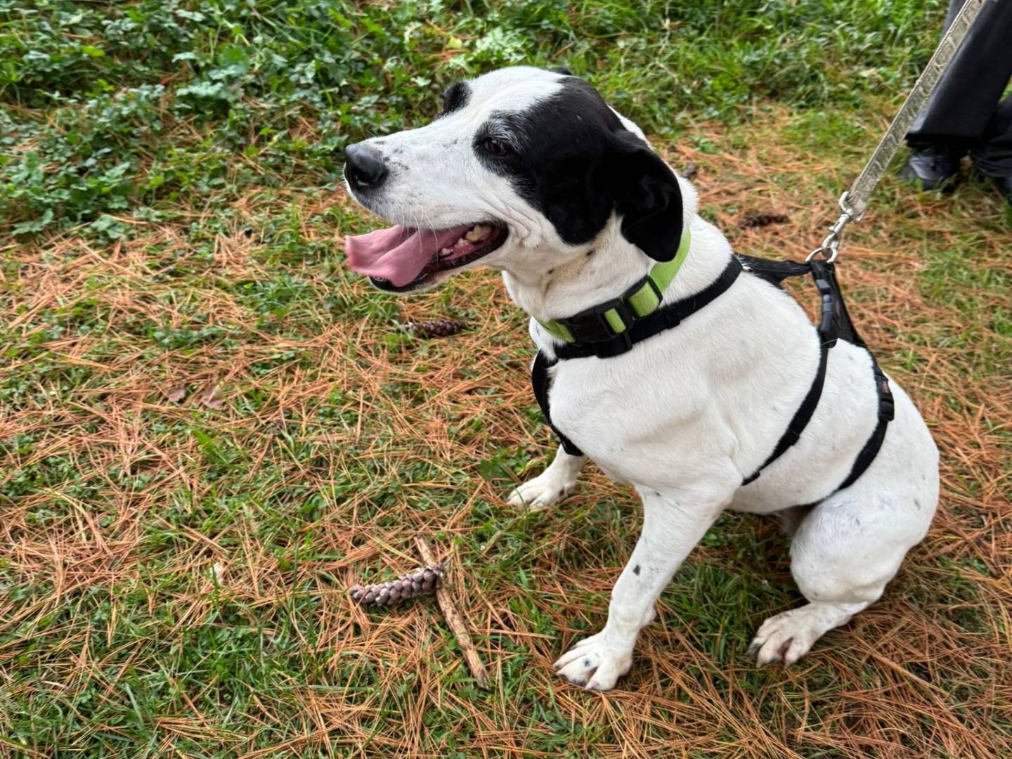 Adotta un cane, femmina, 5 anni e 4 mesi, Milano