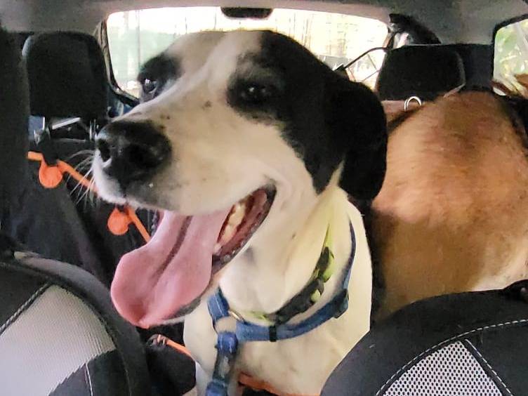 Adotta un cane, taglia media contenuta, femmina, Milano