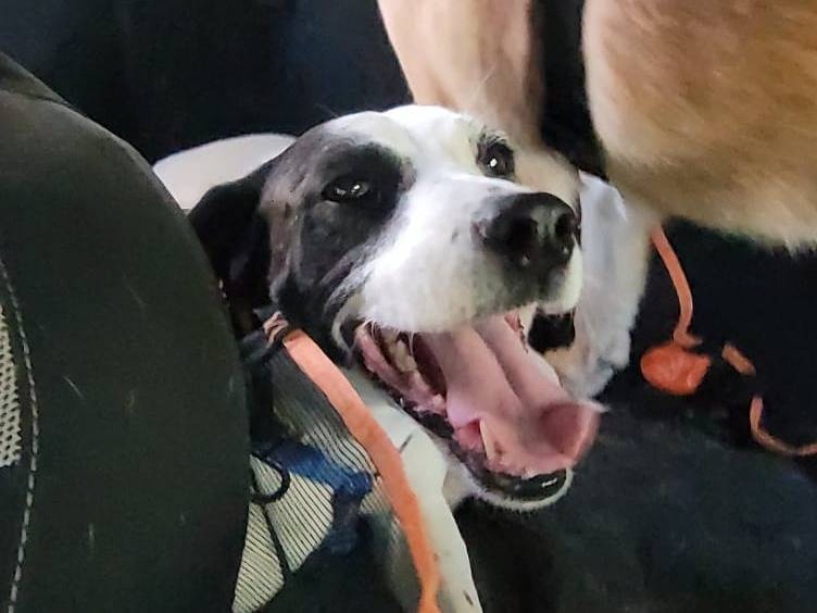 Vuoi adottare un cane a Milano?