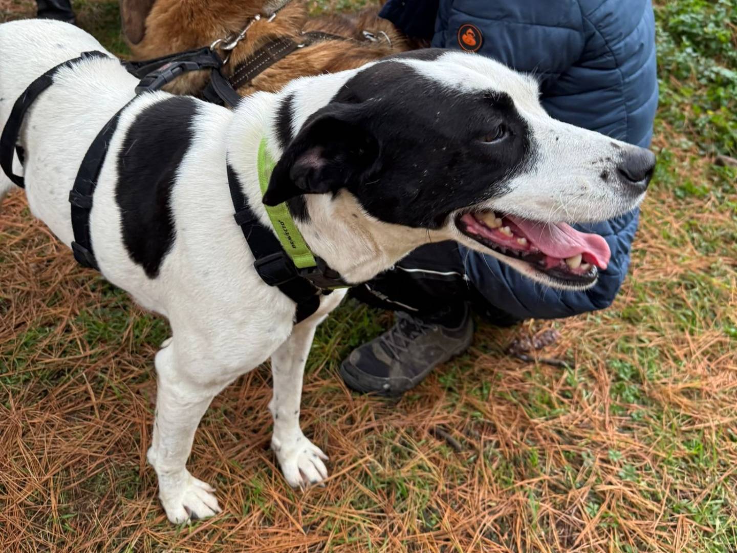 Adotta il cane BELLA a Milano