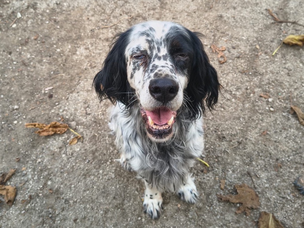 Adotta il cane Billy a Teramo