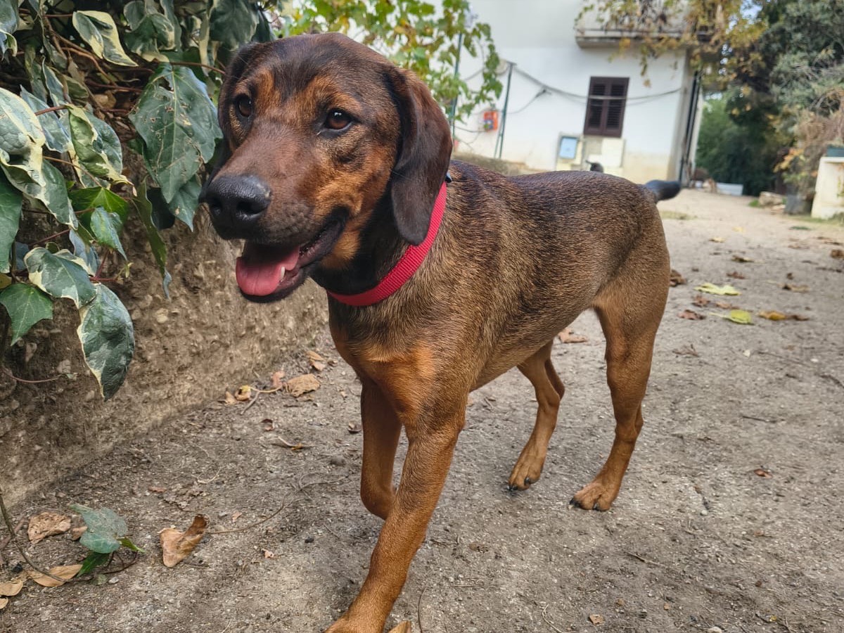 Vuoi adottare un cane a Teramo?