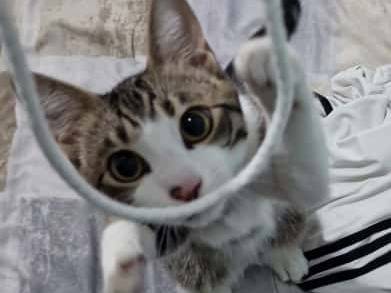 Adotta un gatto, taglia non valida, maschio, Ancona