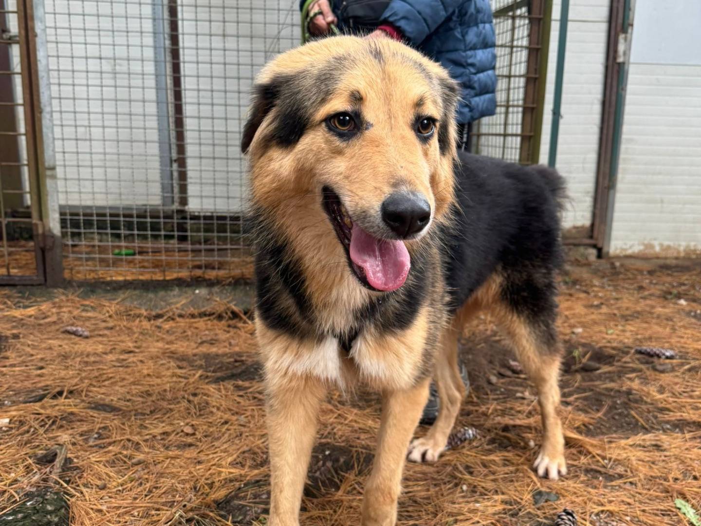 Adotta un cane, maschio, 2 anni e 3 mesi, Milano