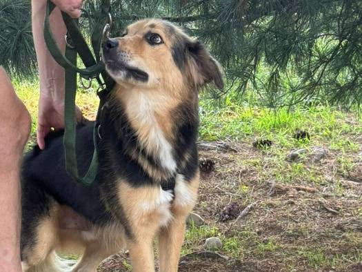 Adotta un cane, taglia media, maschio, Milano