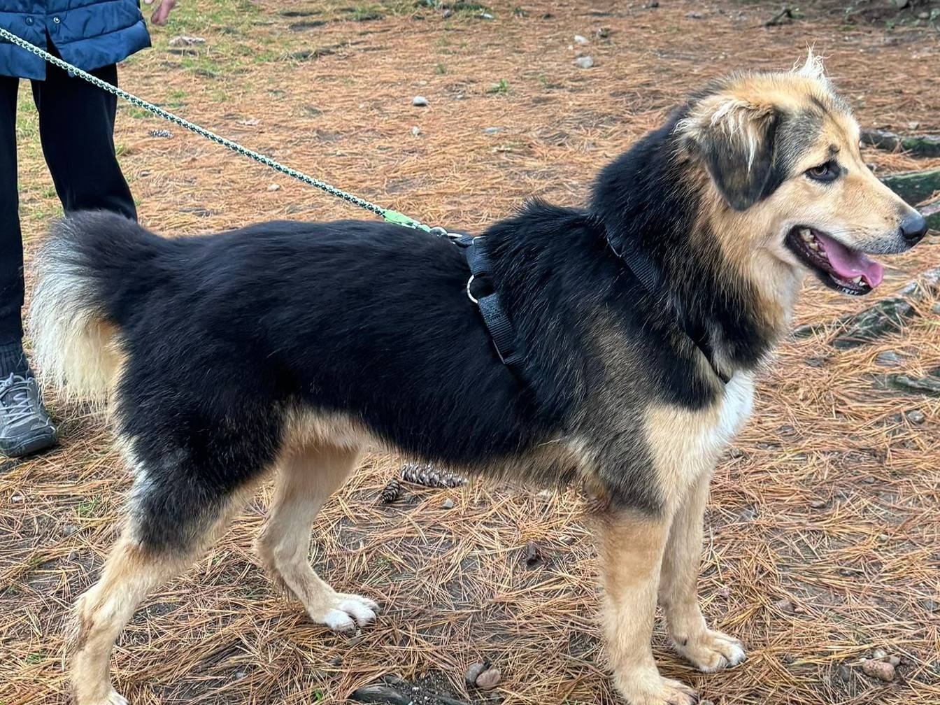 Vuoi adottare un cane a Milano?