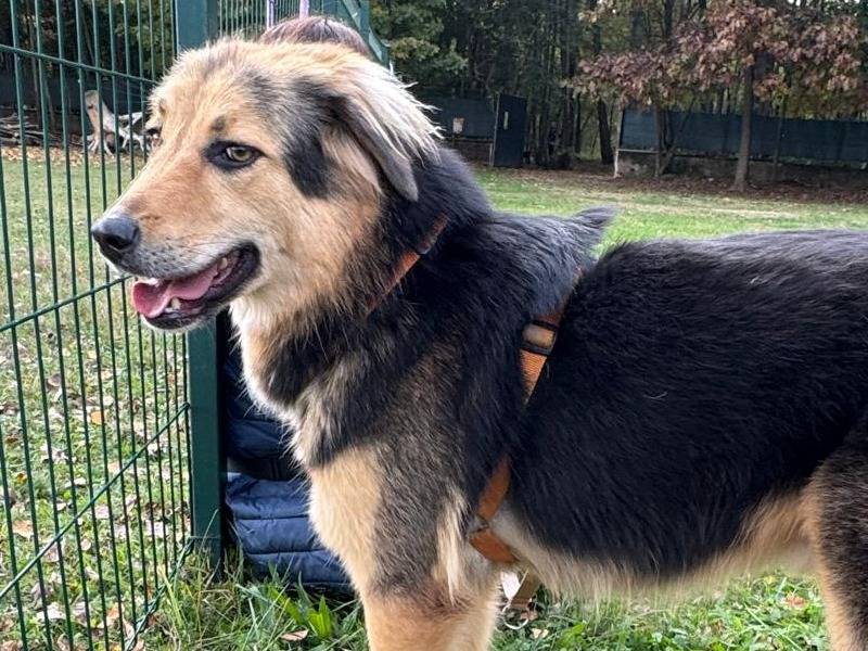 Adotta il cane Milou a Milano