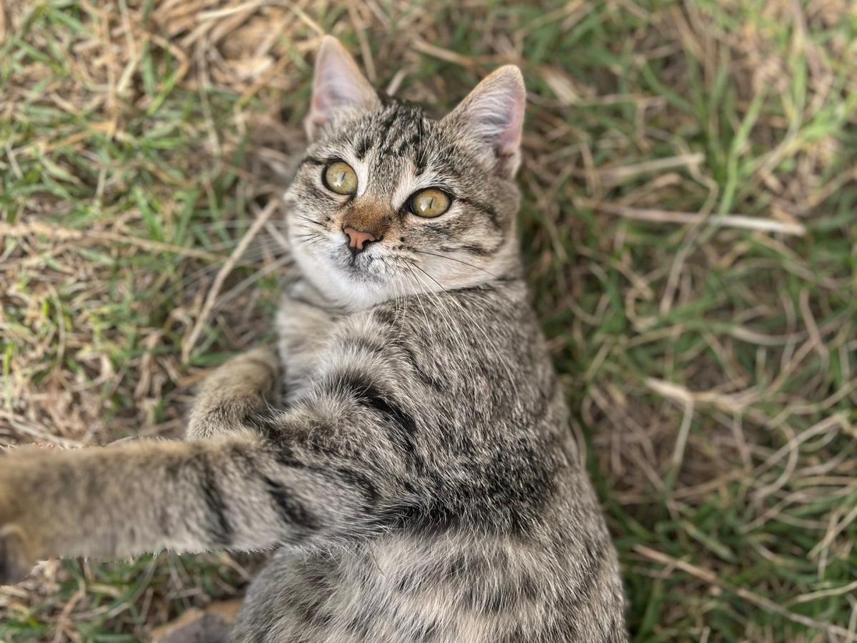 Adozione gatto, femmina, Razza sconosciuta Razza sconosciuta, 4 mesi, taglia non valida, Teramo