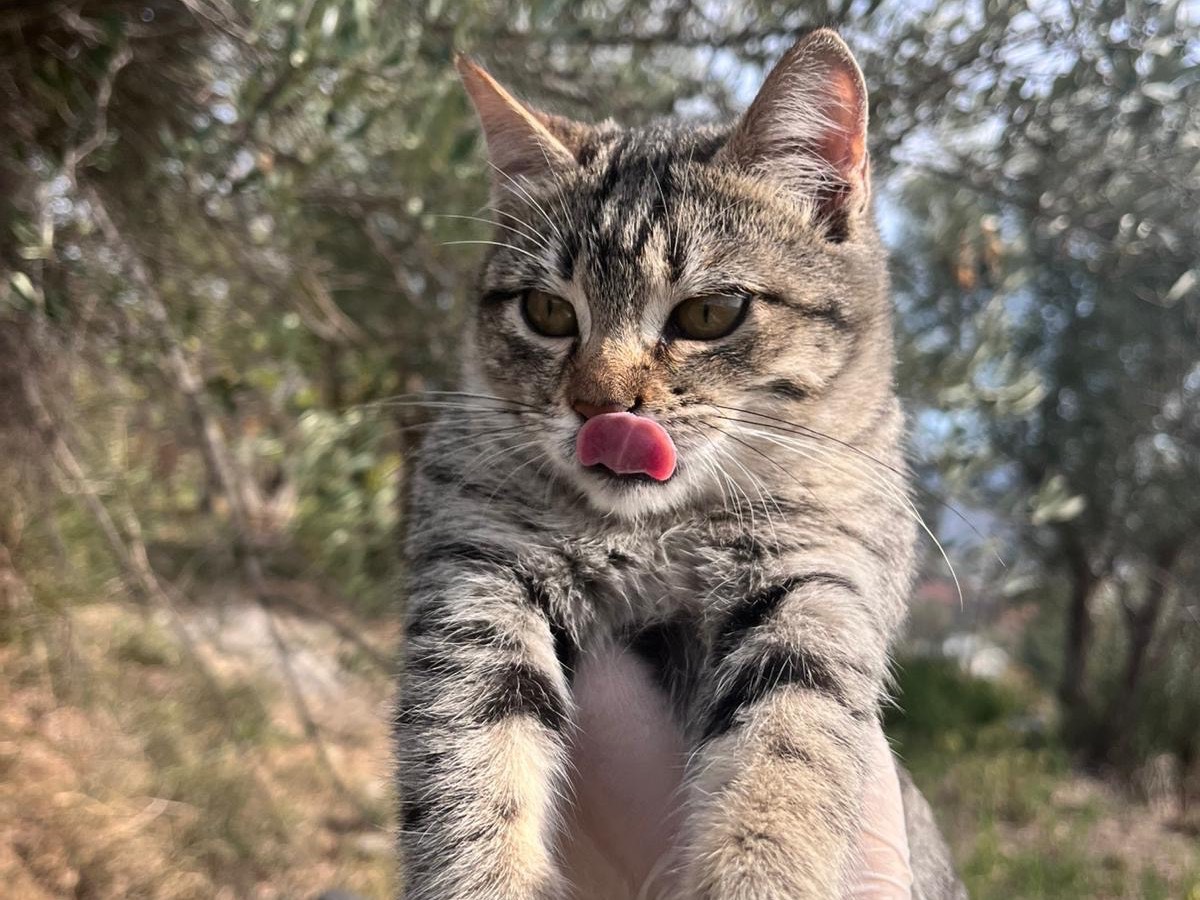 Adotta un gatto, femmina, 4 mesi, Teramo