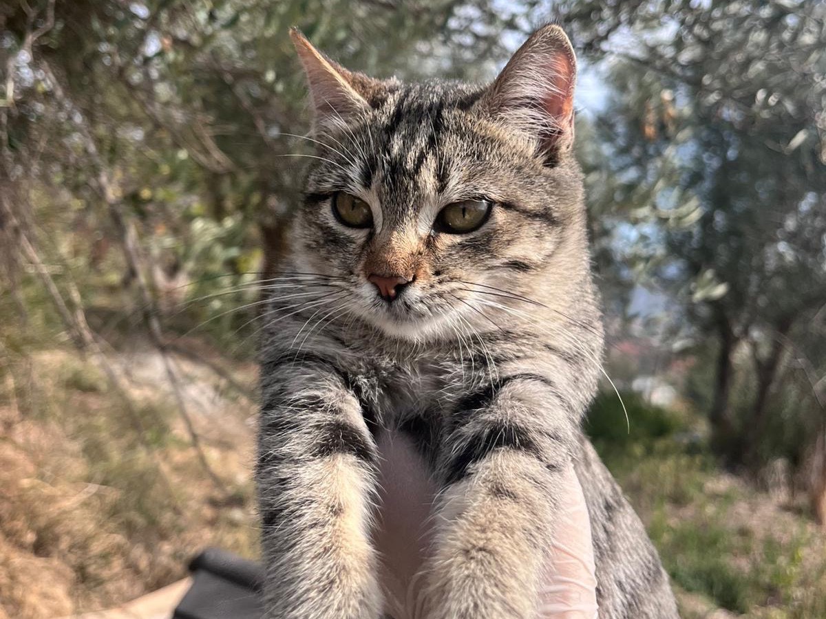 Adotta un gatto, taglia non valida, femmina, Teramo