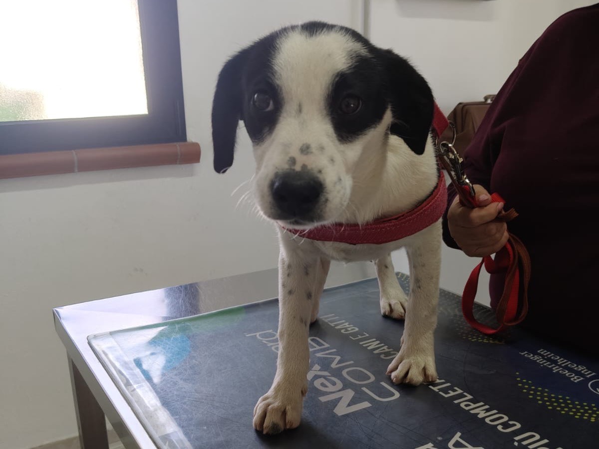 Adozione cane, maschio, Razza sconosciuta Razza sconosciuta, 2 anni e 1 mese, taglia piccola, Crotone