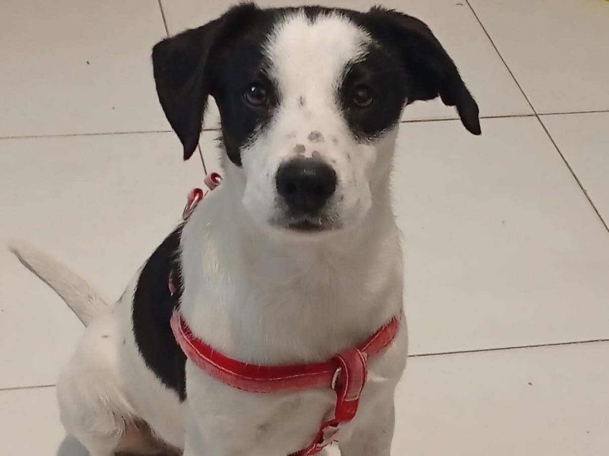 Adotta un cane, maschio, 2 anni e 1 mese, Crotone