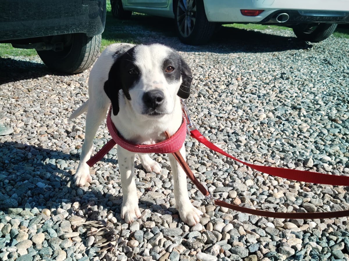 Adotta un cane, taglia piccola, maschio, Crotone