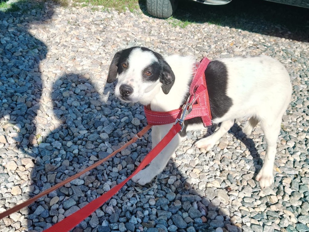 Vuoi adottare un cane a Crotone?