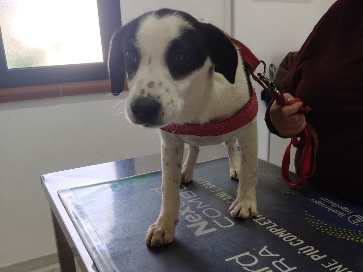 Adotta il cane MARTINO a Crotone