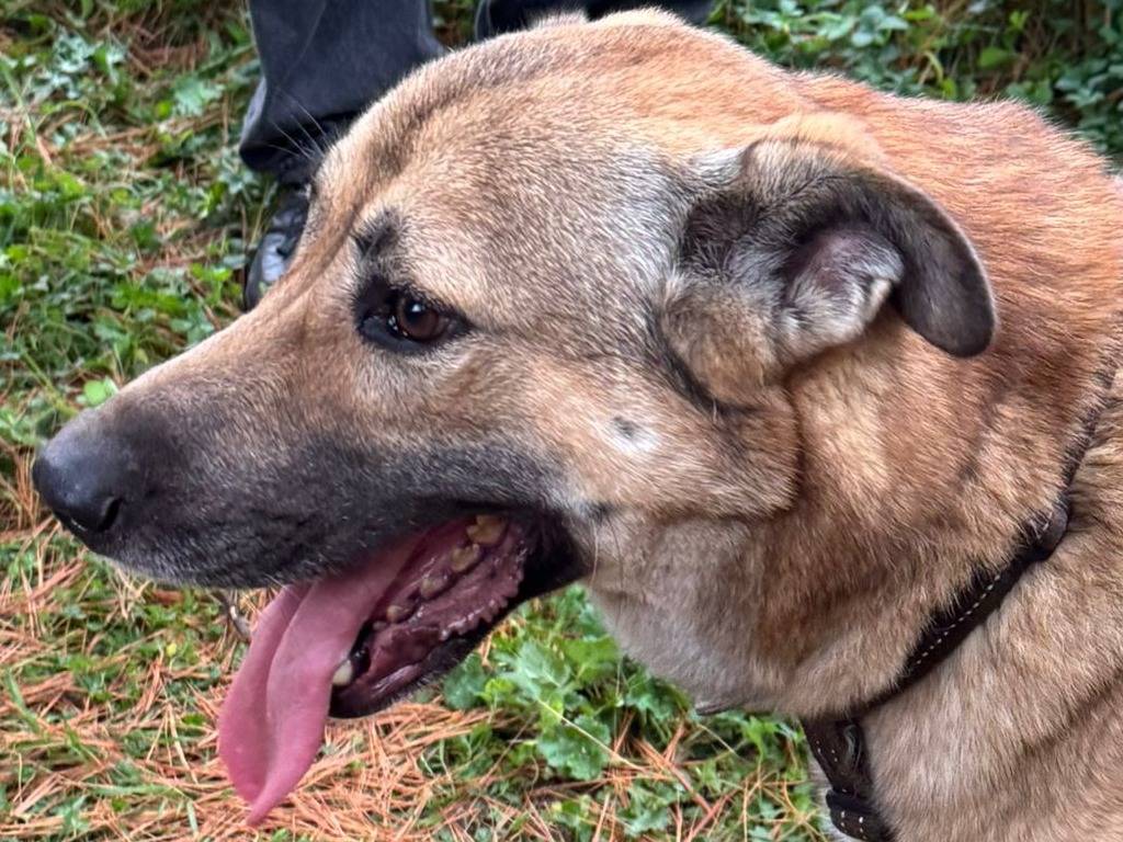 Adotta un cane, maschio, 4 anni e 1 mese, Milano