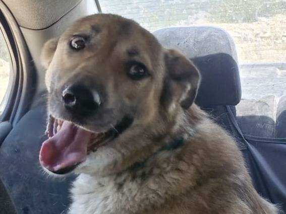 Adotta un cane, taglia media, maschio, Milano