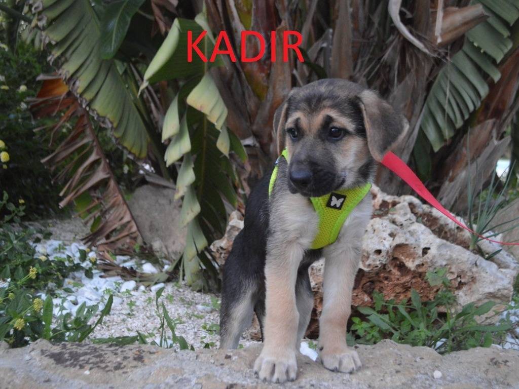 Adozione cane, maschio, Pastore tedesco Razza sconosciuta, 2 mesi, taglia media, Lecce