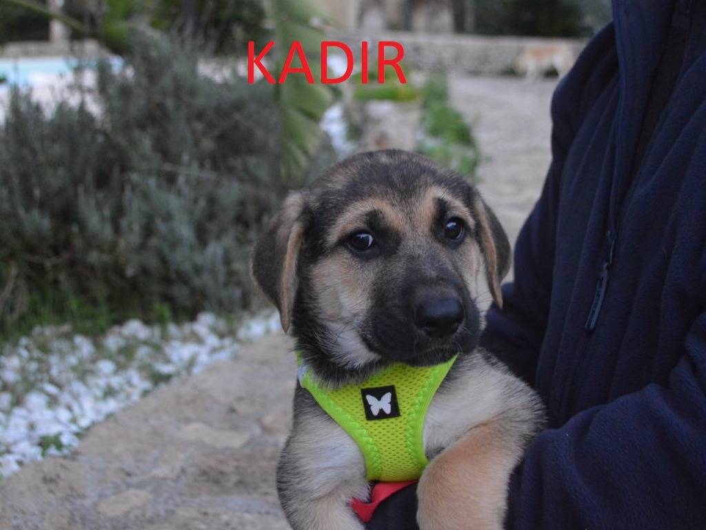 Adotta un cane, maschio, 2 mesi, Lecce