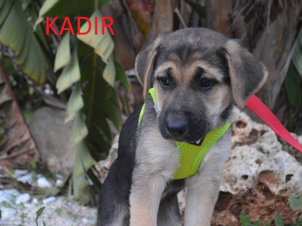 Adotta un cane, taglia media, maschio, Lecce