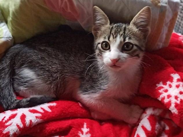 Adotta un gatto, maschio, 3 mesi, Crotone