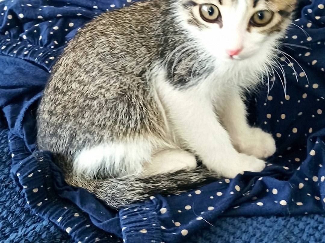 Adotta un gatto, taglia non valida, maschio, Crotone